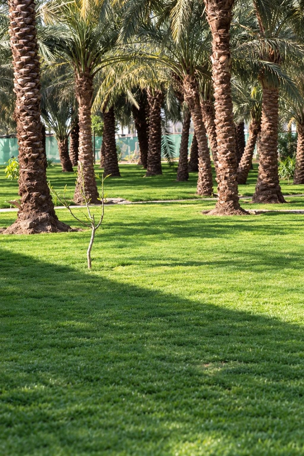 نخيل وخضرة بركات المدينة